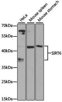 Anti-SIRT6 Rabbit pAb