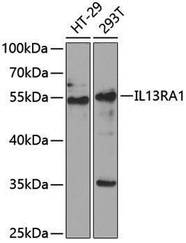 Anti-IL-13 receptor alpha 1 Rabbit pAb
