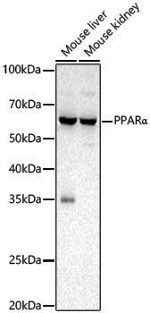 Anti-PPAR alpha Rabbit pAb
