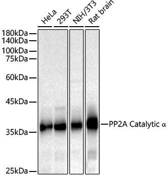 Anti-PP2A alpha Rabbit pAb