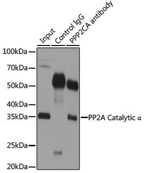 Anti-PP2A alpha Rabbit pAb