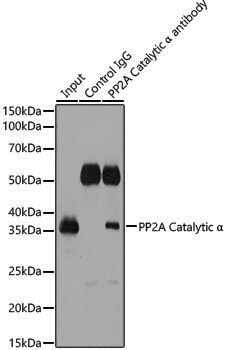 Anti-PP2A alpha Rabbit pAb