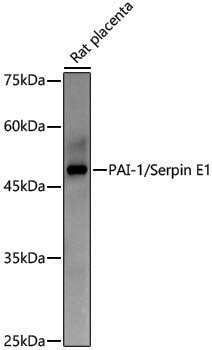 Anti-PAI1 Rabbit pAb