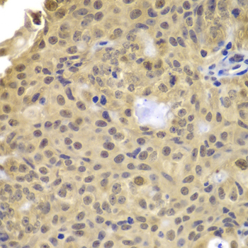 Anti-Cyclin A2 Rabbit pAb