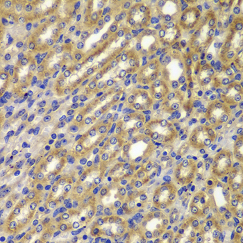 Anti-Cyclin A2 Rabbit pAb