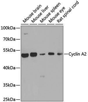 Anti-Cyclin A2 Rabbit pAb