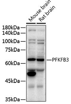 Anti-PFKFB3 Rabbit pAb