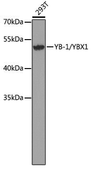 Anti-YB1 Rabbit pAb
