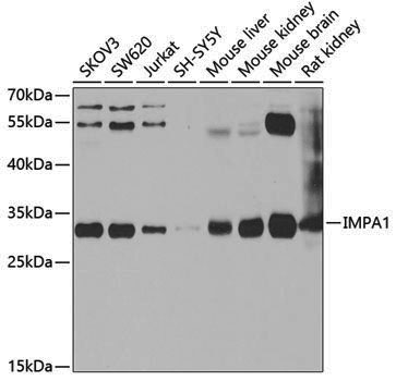 Anti-IMPA1 Rabbit pAb