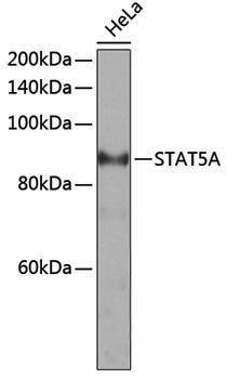 Anti-STAT5a Rabbit pAb