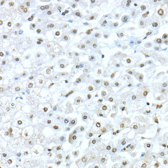 Anti-TEF1/TEAD-1 Rabbit pAb
