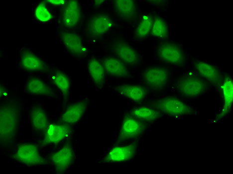 Anti-TEF1/TEAD-1 Rabbit pAb