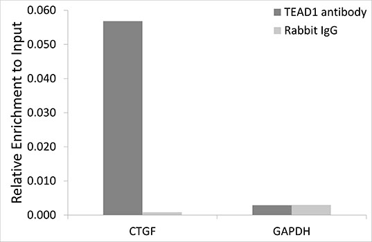 Anti-TEF1/TEAD-1 Rabbit pAb