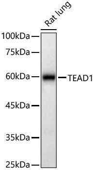 Anti-TEF1/TEAD-1 Rabbit pAb