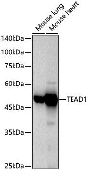 Anti-TEF1/TEAD-1 Rabbit pAb