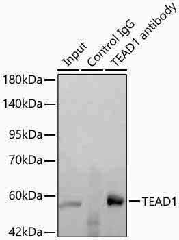 Anti-TEF1/TEAD-1 Rabbit pAb