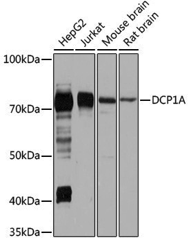 Anti-Dcp1a Rabbit pAb