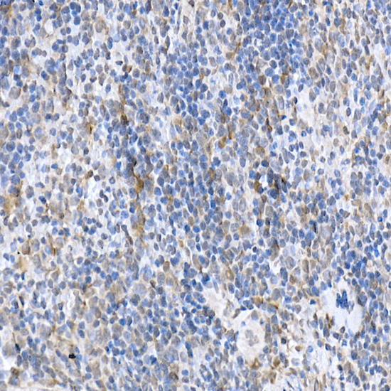 Anti-SOCS1 Rabbit pAb