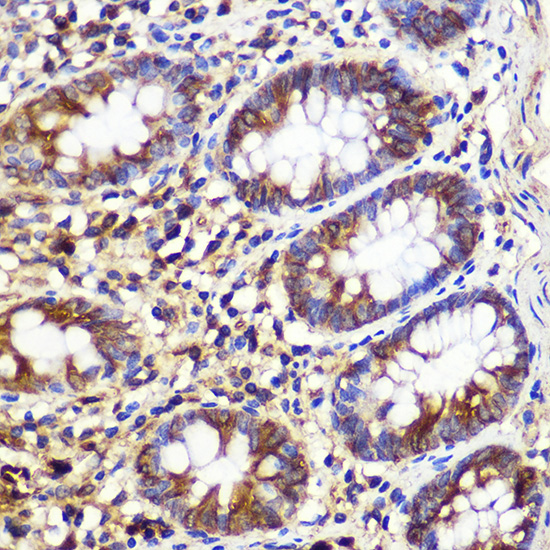 Anti-ATG10 Rabbit pAb