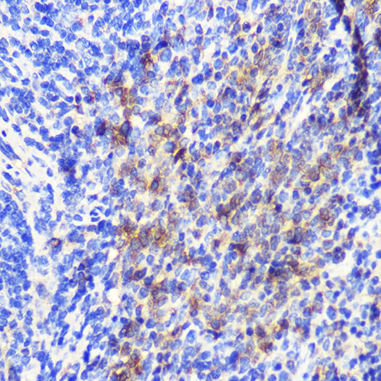 Anti-ATG10 Rabbit pAb