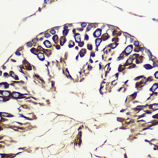 Anti-ATG10 Rabbit pAb