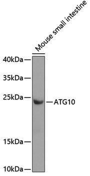 Anti-ATG10 Rabbit pAb