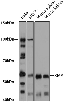 [KO Validated] Anti-XIAP Rabbit pAb