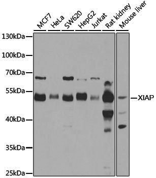 [KO Validated] Anti-XIAP Rabbit pAb