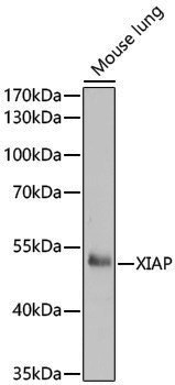 [KO Validated] Anti-XIAP Rabbit pAb