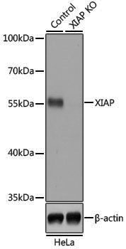 [KO Validated] Anti-XIAP Rabbit pAb