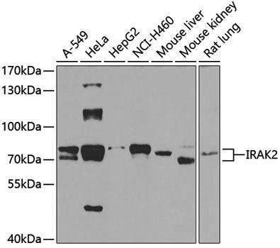 Anti-IRAK2 Rabbit pAb