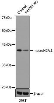 [KO Validated] Anti-Macro H2A.1 Rabbit pAb