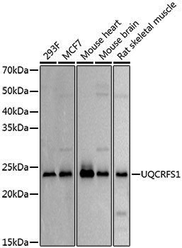 Anti-Complex III Subunit 5 Rabbit pAb