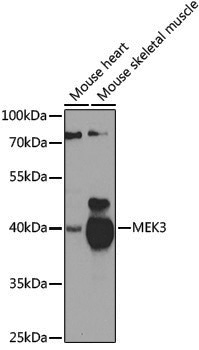 Anti-MEK3 Rabbit pAb