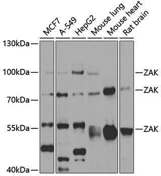Anti-ZAK Rabbit pAb