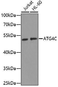 Anti-ATG4C Rabbit pAb