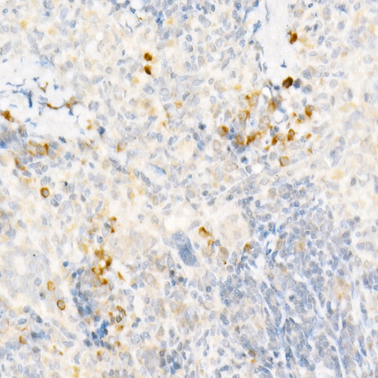 Anti-CCL2/MCP-1 Rabbit pAb