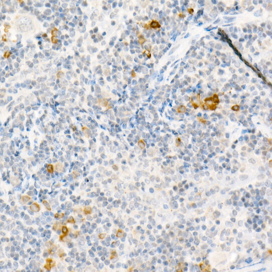 Anti-CCL2/MCP-1 Rabbit pAb