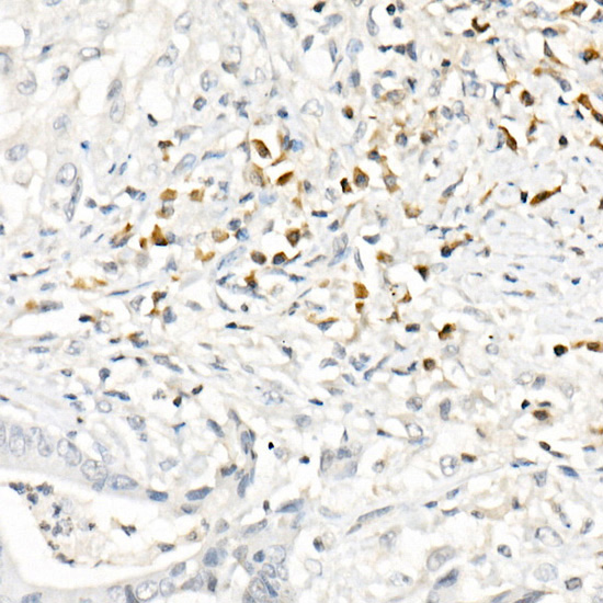 Anti-CCL2/MCP-1 Rabbit pAb