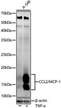 Anti-CCL2/MCP-1 Rabbit pAb