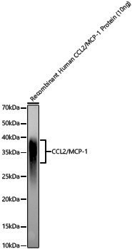 Anti-CCL2/MCP-1 Rabbit pAb