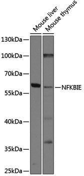 Anti-IKB epsilon Rabbit pAb
