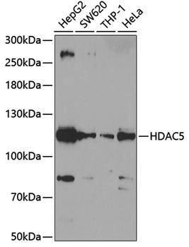 Anti-HDAC5 Rabbit pAb
