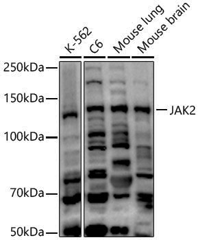 Anti-JAK2 Rabbit pAb
