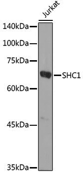 Anti-SHC Rabbit pAb