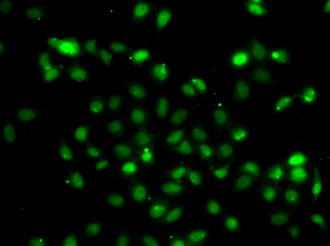 Anti-Bcl6 Rabbit pAb