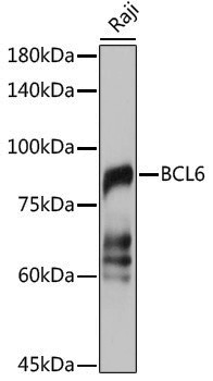 Anti-Bcl6 Rabbit pAb