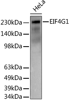 Anti-eIF4G1 Rabbit pAb