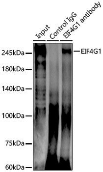 Anti-eIF4G1 Rabbit pAb