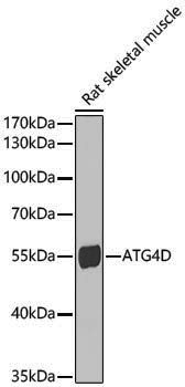 Anti-ATG4D Rabbit pAb